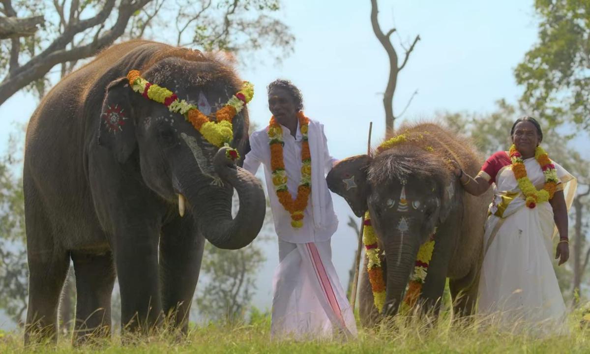 Tourists throng The Elephant Whisperers elephant camp in Tamil Nadu